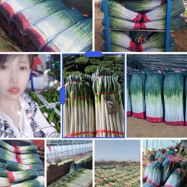 启东铁杆大葱，毛葱，净葱对接电商，市场，超市社团代发全国
