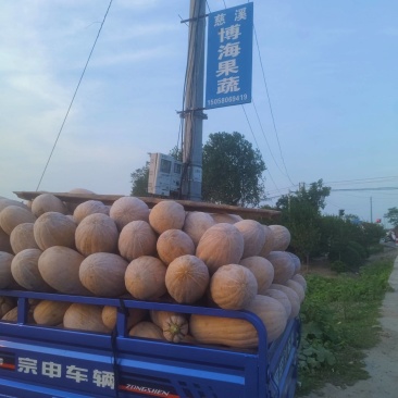 金韩蜜本南瓜