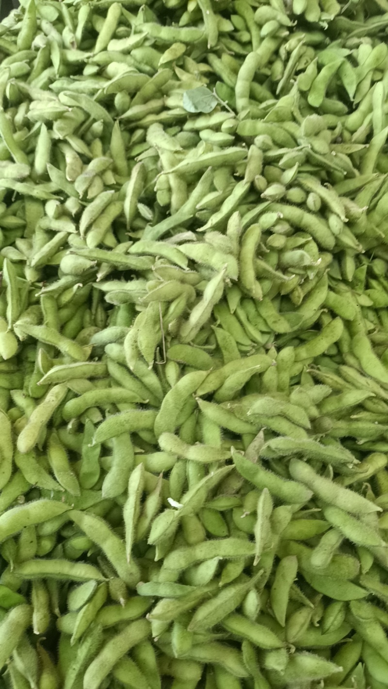 绿宝石毛豆大量供应，基地直发，价格从优，质量好
