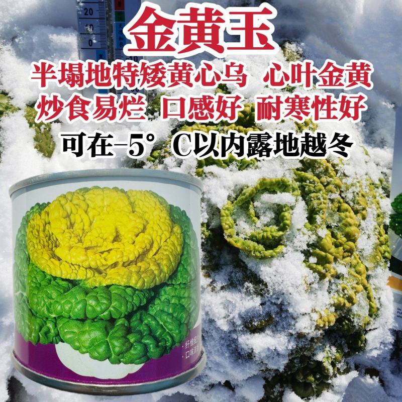 德赛金黄玉黄心乌种子特矮乌塌菜种籽特耐寒蔬菜种子腊月乌菜