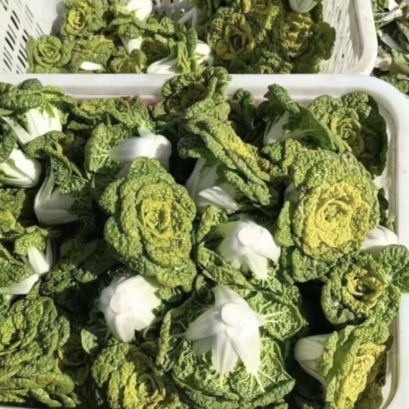 德赛金黄玉黄心乌种子特矮乌塌菜种籽特耐寒蔬菜种子腊月乌菜