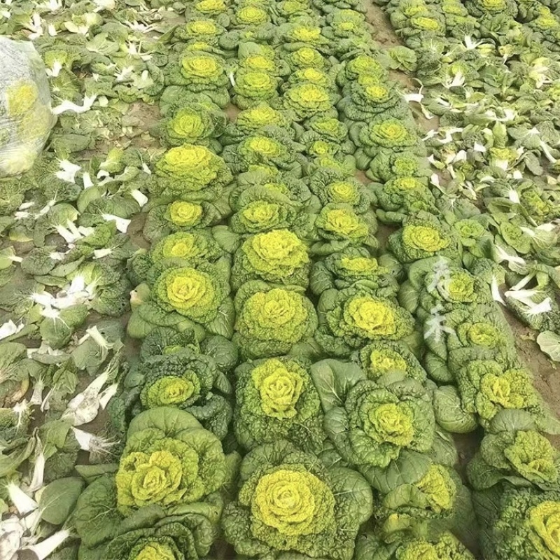 德赛金黄玉黄心乌种子特矮乌塌菜种籽特耐寒蔬菜种子腊月乌菜