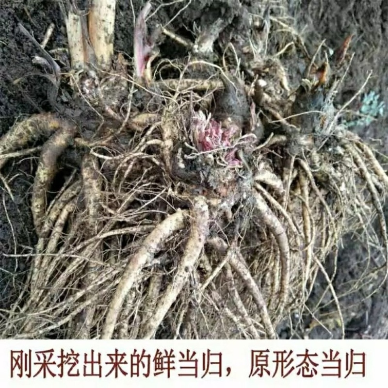 岷县农家自产现挖野生新鲜当归批发鲜货批发干货齐全