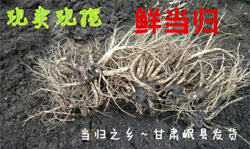 岷县农家自产现挖野生新鲜当归批发鲜货批发干货齐全