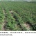岷县农家自产现挖野生新鲜当归批发鲜货批发干货齐全