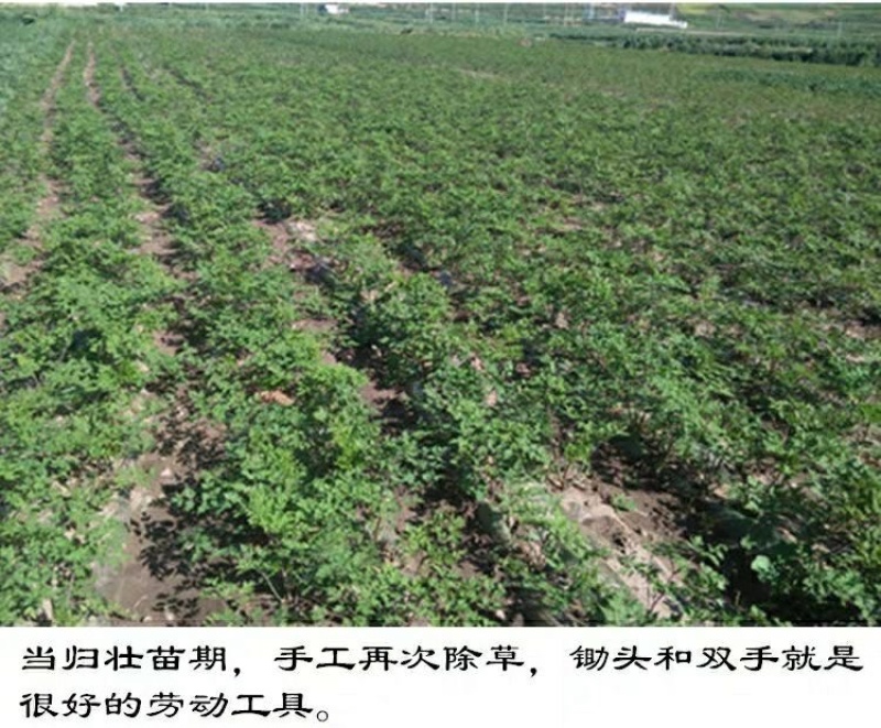岷县农家自产现挖野生新鲜当归批发鲜货批发干货齐全