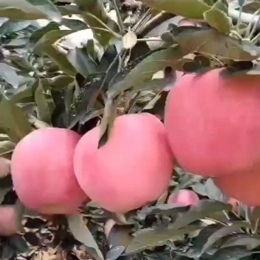 山东早熟美八苹果，冰糖心红露苹果开始，一手货源，全国发货