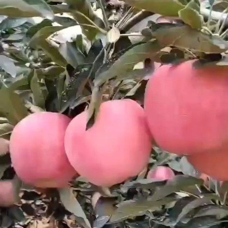 山东早熟美八苹果，冰糖心红露苹果开始，一手货源，全国发货