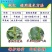 异菌脲苹果树斑点落叶病番茄灰霉病疫病农药杀