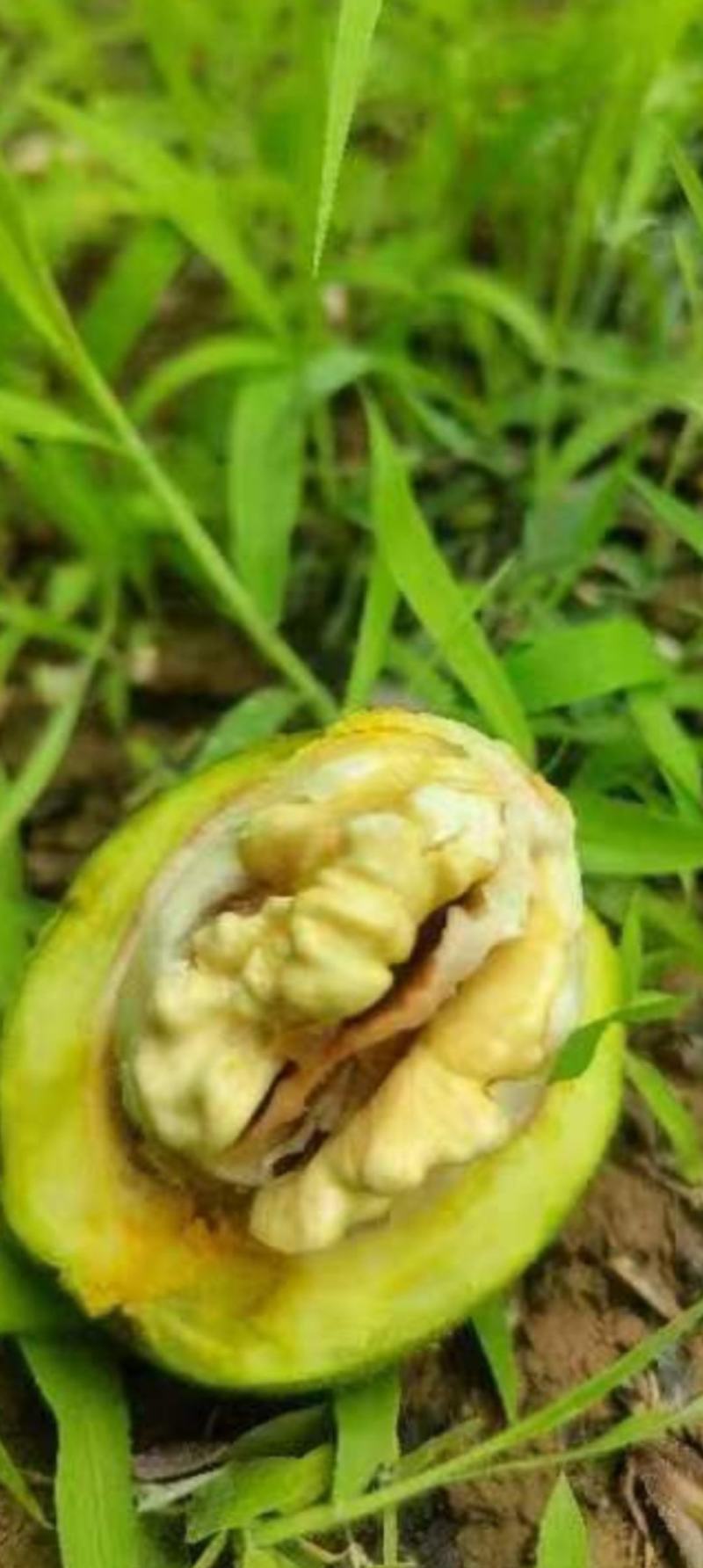 青皮核桃