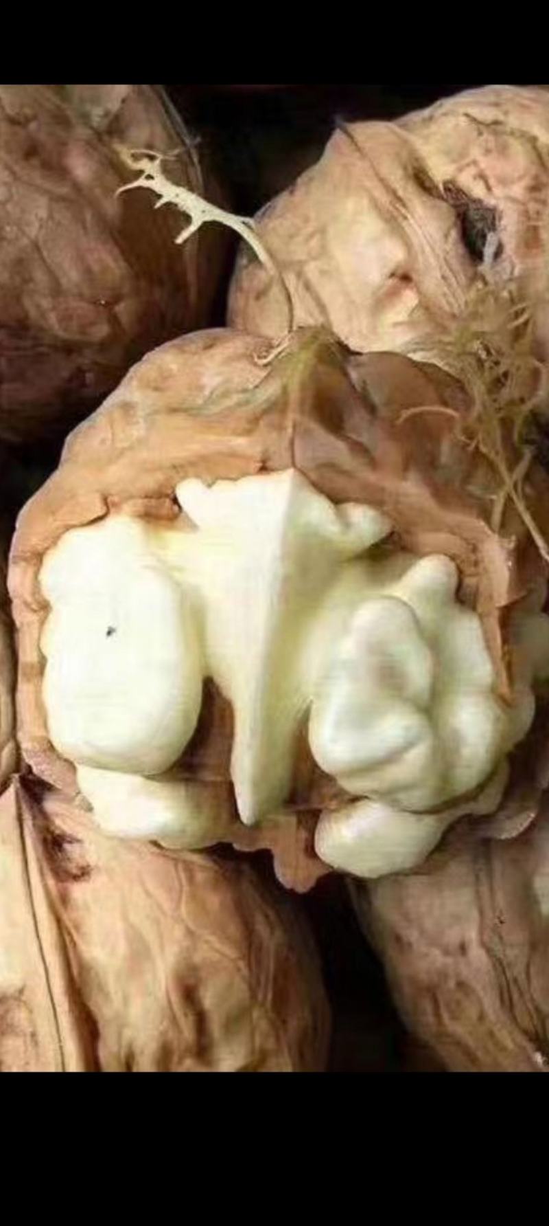 青皮核桃