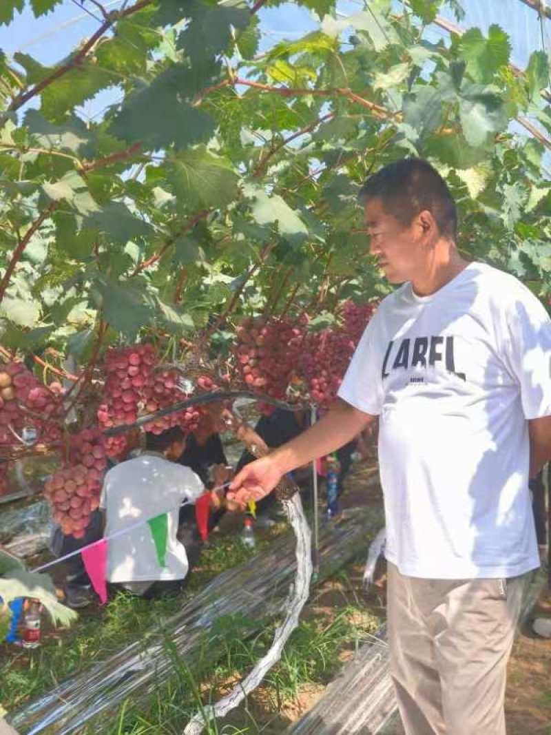 精品妮娜皇后葡萄，陕西省渭南市大荔县周边大量供应市场商超
