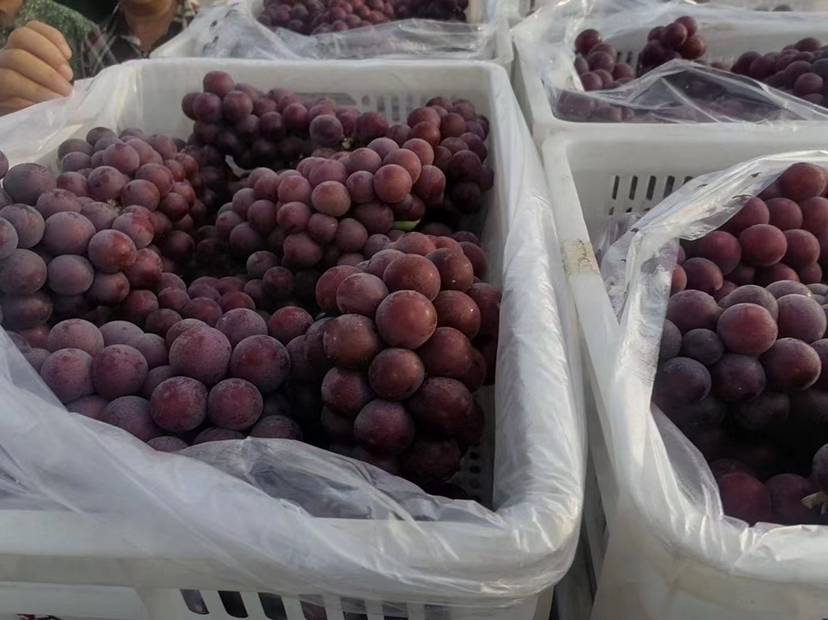 巨峰葡萄果穗特写