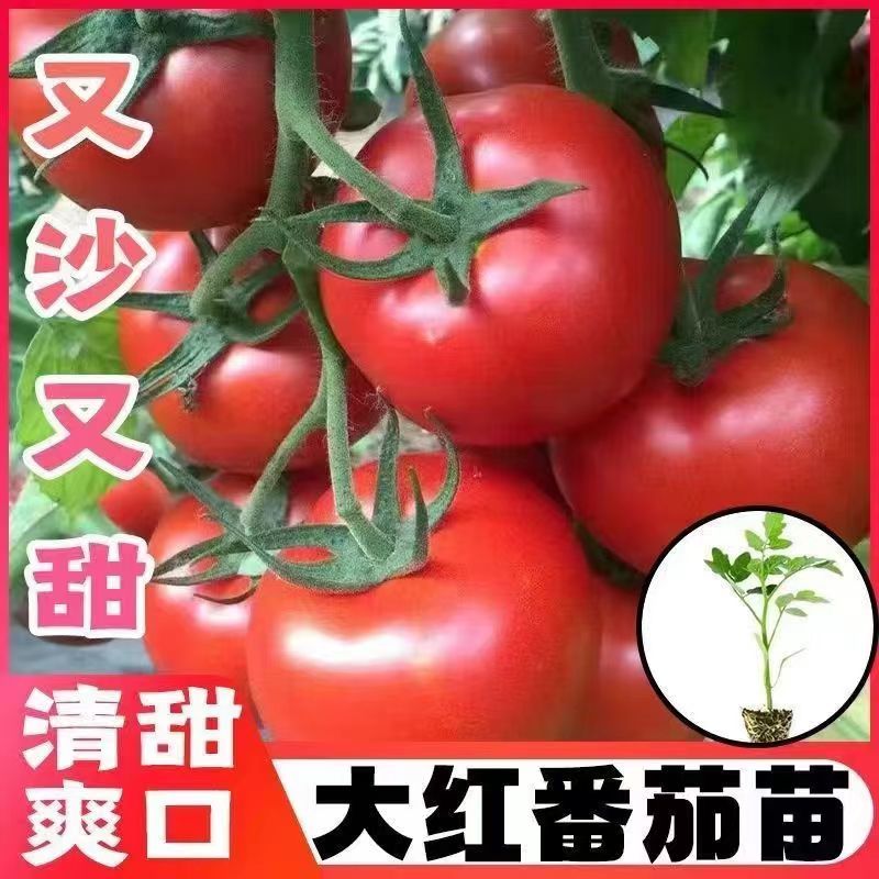 大红西柿苗带土发货