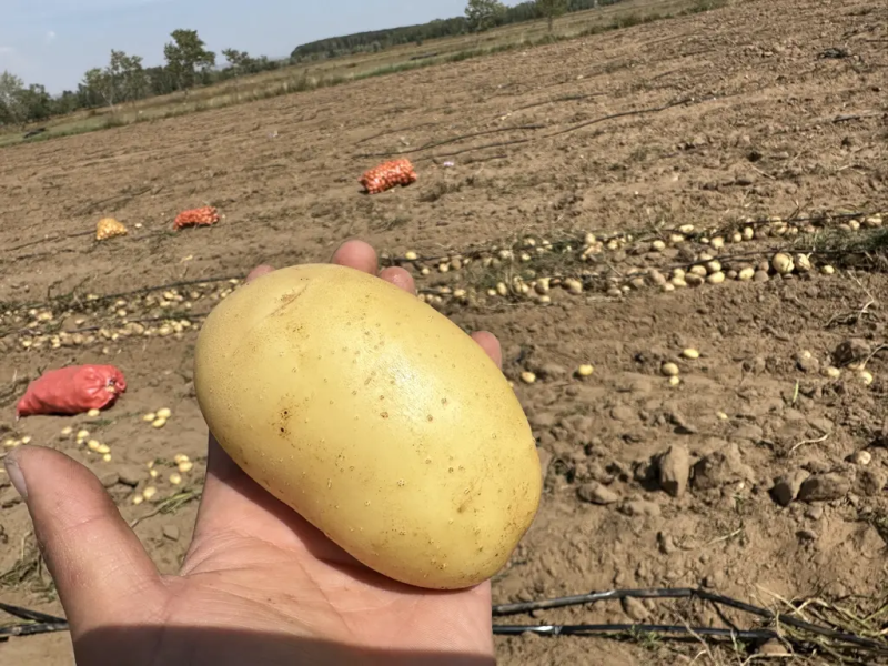 实验1号土豆内蒙古土豆基地直发皮黄型好对接市场