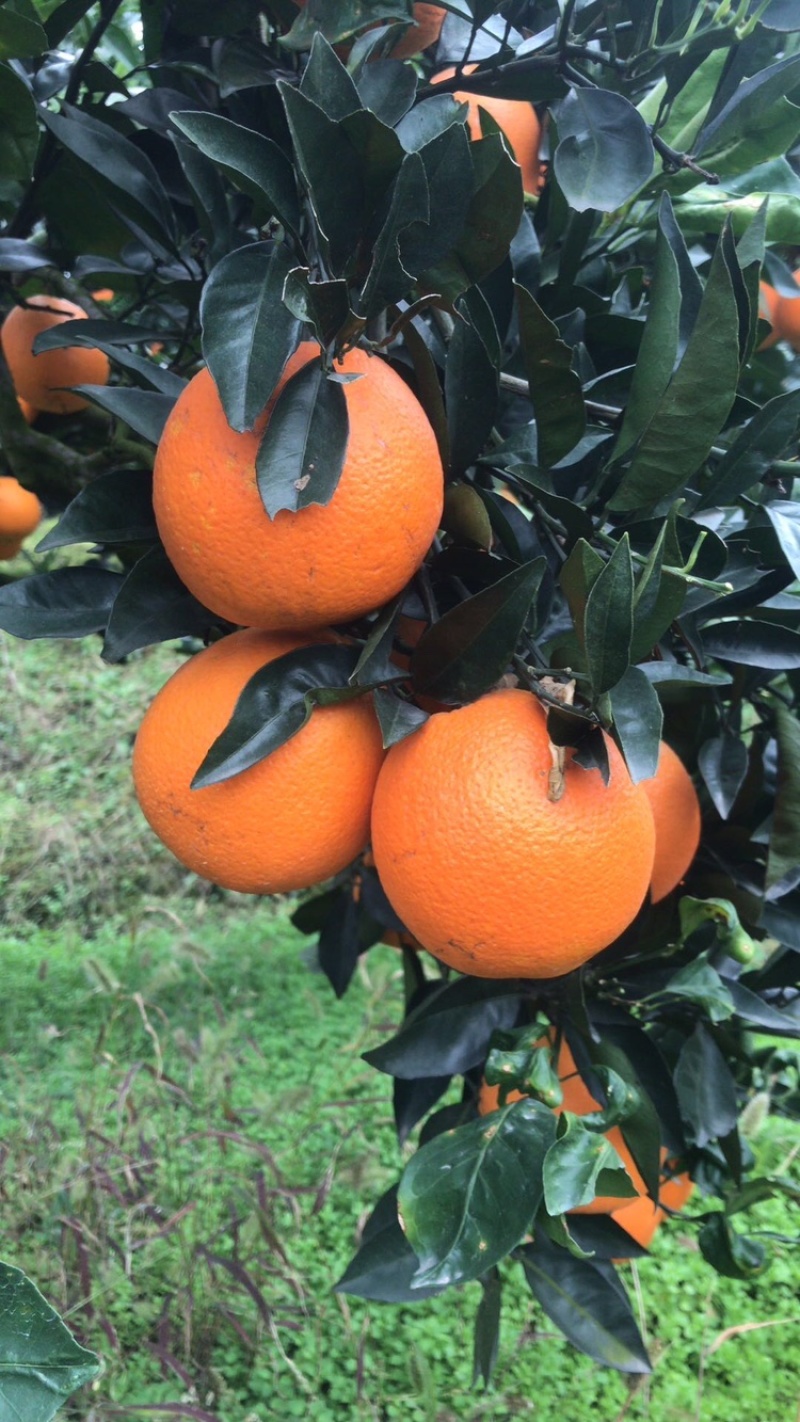 【品质优选】纽荷尔脐橙口碑好货复购率高诚信经营