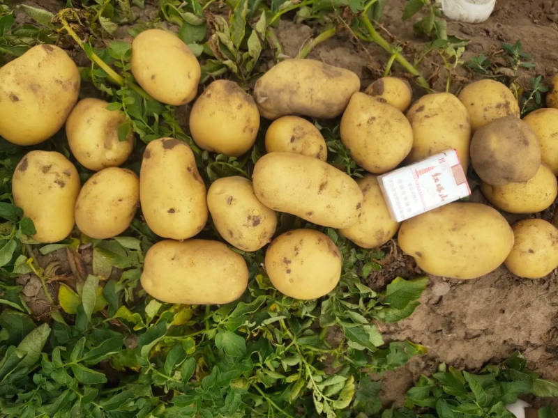实验1号土豆内蒙古土豆基地直发皮黄型好对接市场