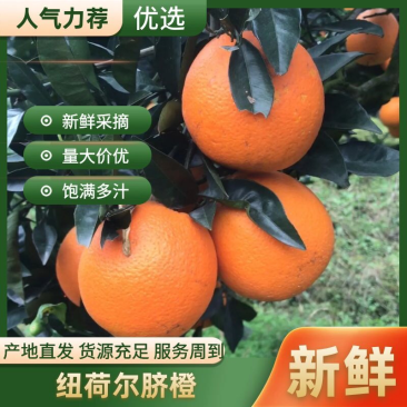 【品质优选】纽荷尔脐橙口碑好货复购率高诚信经营