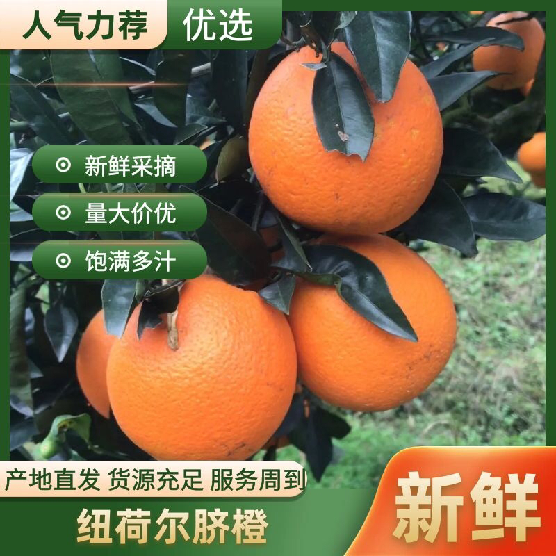 【品质优选】纽荷尔脐橙口碑好货复购率高诚信经营