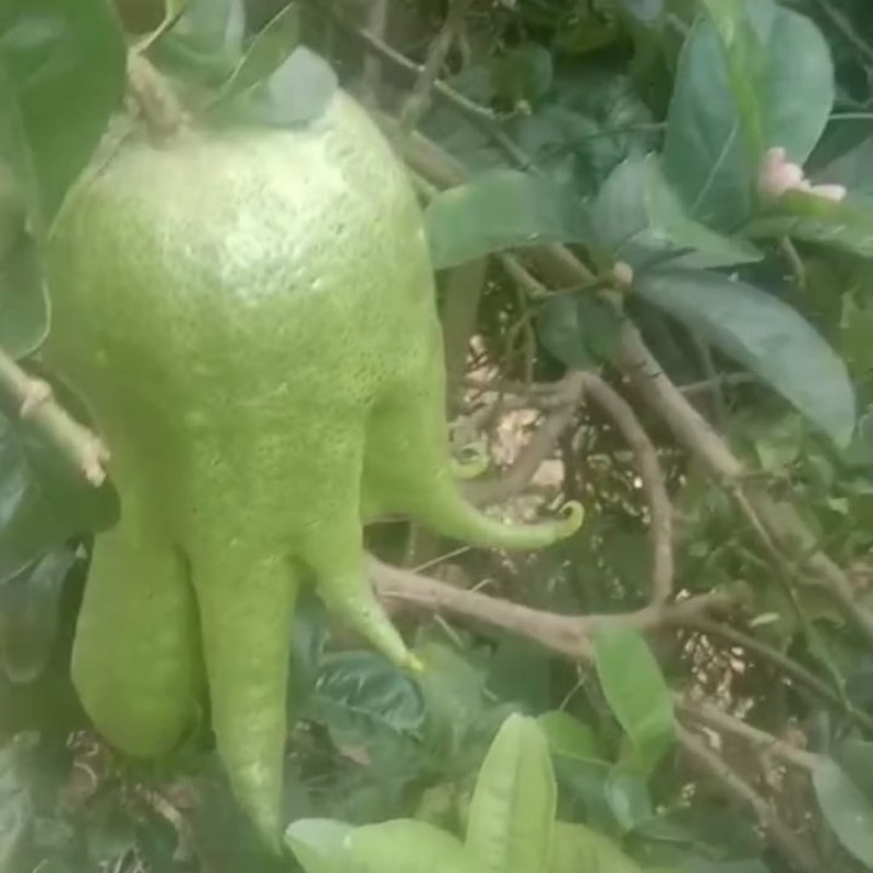 佛手