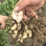 徐州白沙白米花生基地直发手选果全国低价