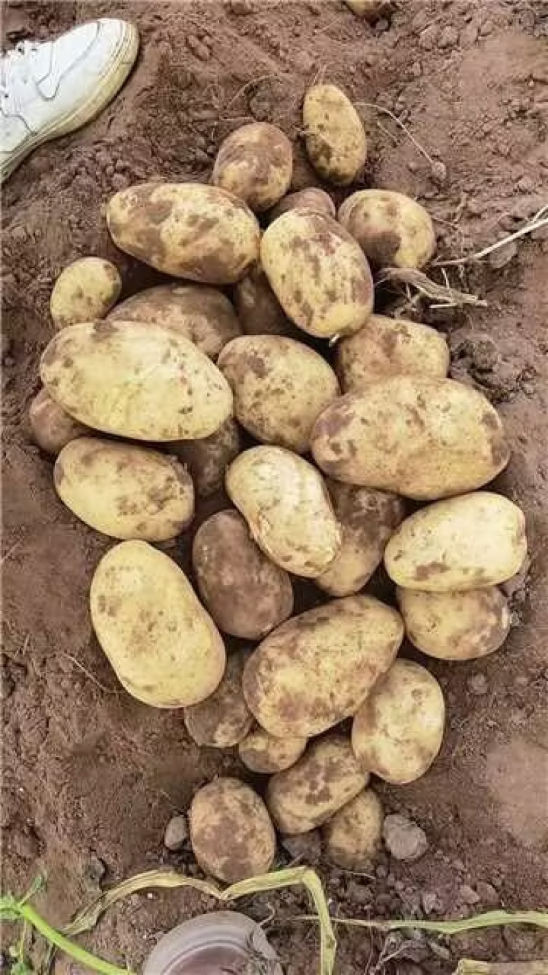 沃土5号内蒙古土豆产地直供对接商超市场社区团购等