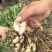 徐州白沙白米花生基地直发手选果全国低价