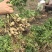 徐州白沙白米花生基地直发手选果全国低价