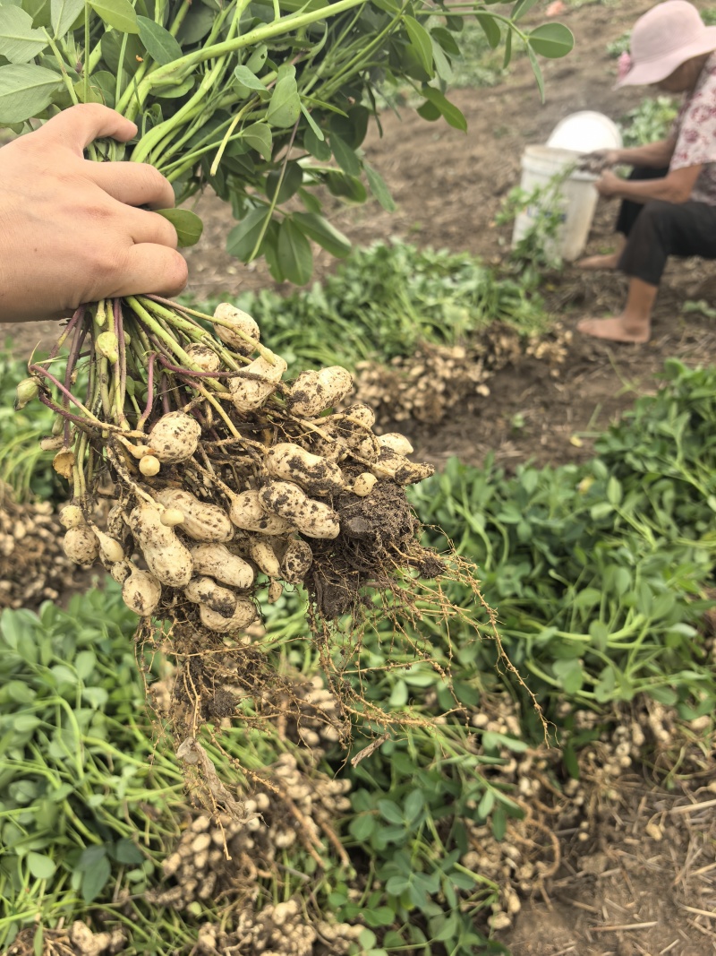 徐州白沙白米花生基地直发手选果全国低价