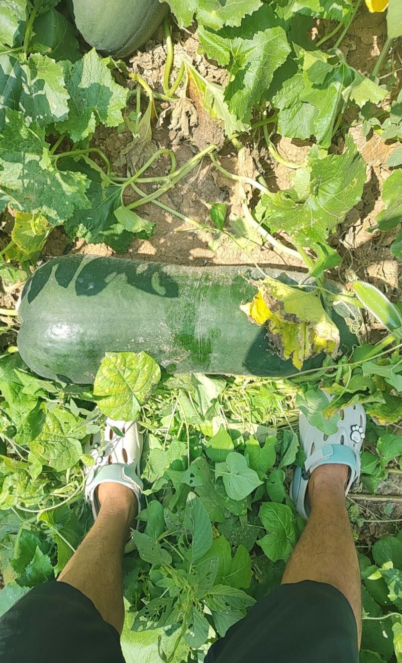 黑皮冬瓜