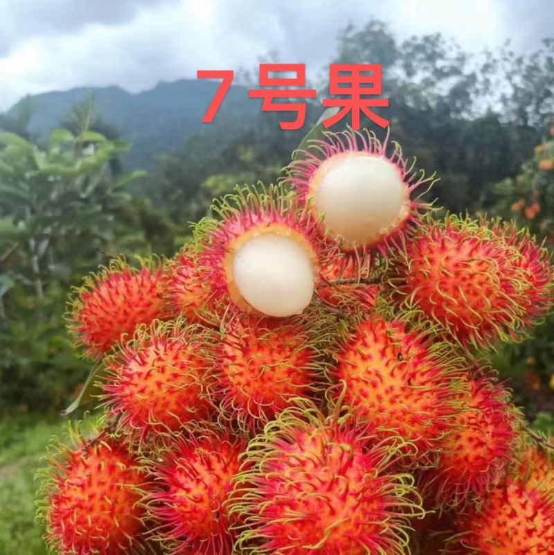 红毛丹大量现货供应全国批发市场一手代办社区团购落地配