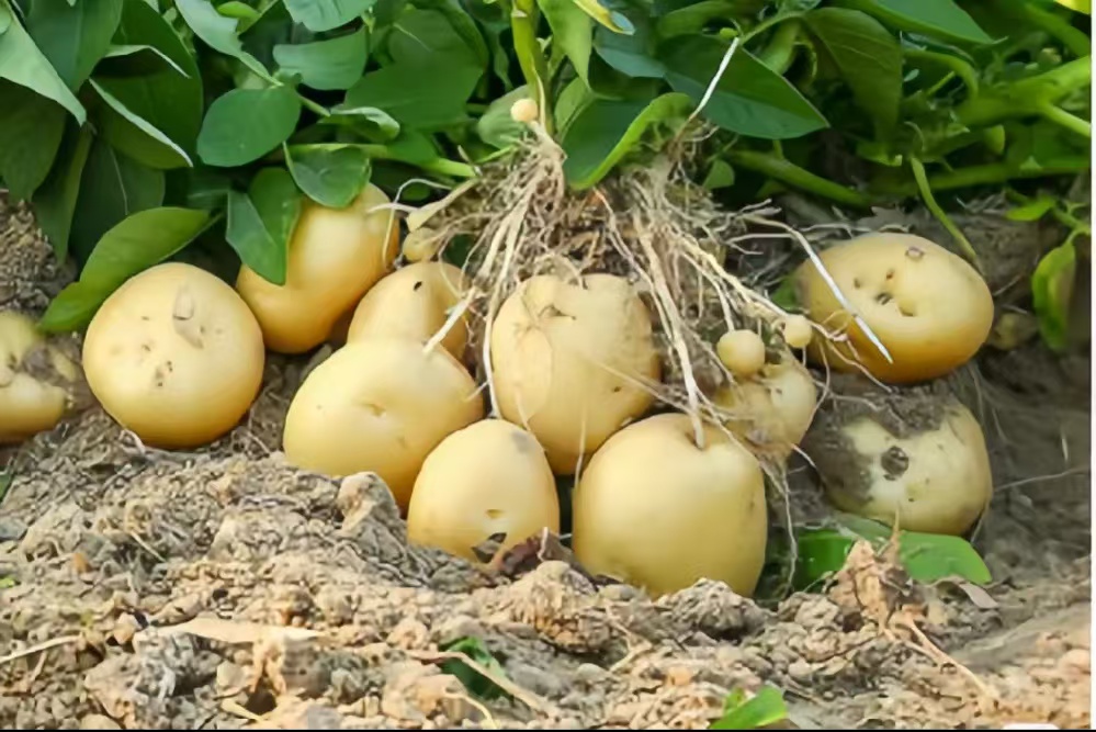 马尔科土豆田间种植图