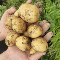 湖北恩施小土豆产地直发质量保证价格低对接电商食堂