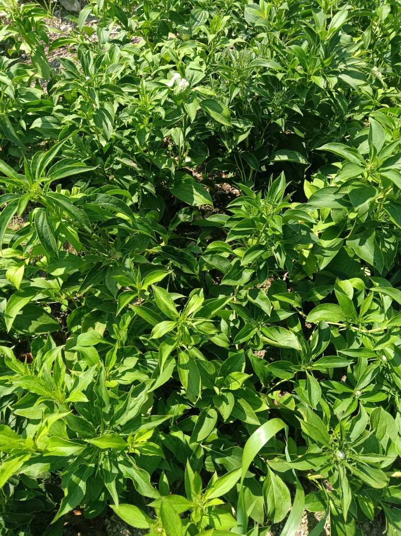 白术一年苗