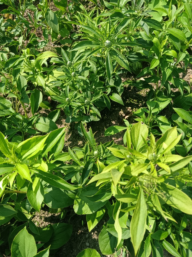 白术一年苗