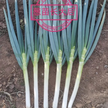 铁杆刚葱，河南葱苗，内蒙葱苗，河北葱苗，云南葱苗，四川葱