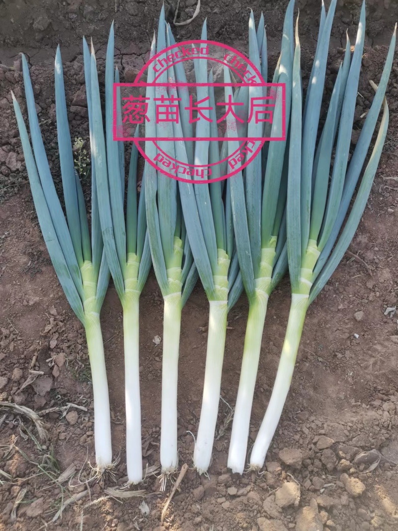 铁杆刚葱，河南葱苗，内蒙葱苗，河北葱苗，云南葱苗，四川葱