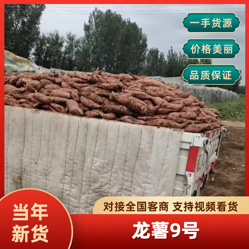 河北龙薯九号自家种植大量供应无代办费大车小车均可