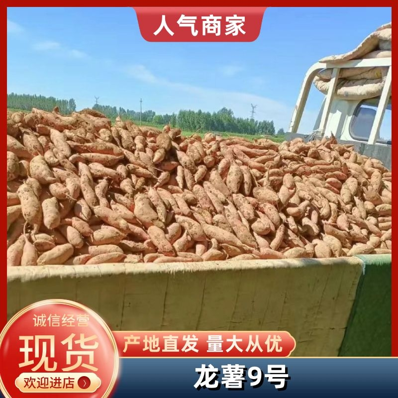 河北龙薯九自家种植条形好皮毛鲜亮无虫眼走大车小车均可