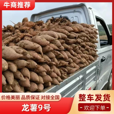 河北龙薯九条形好长条皮毛鲜亮无虫眼一手货源