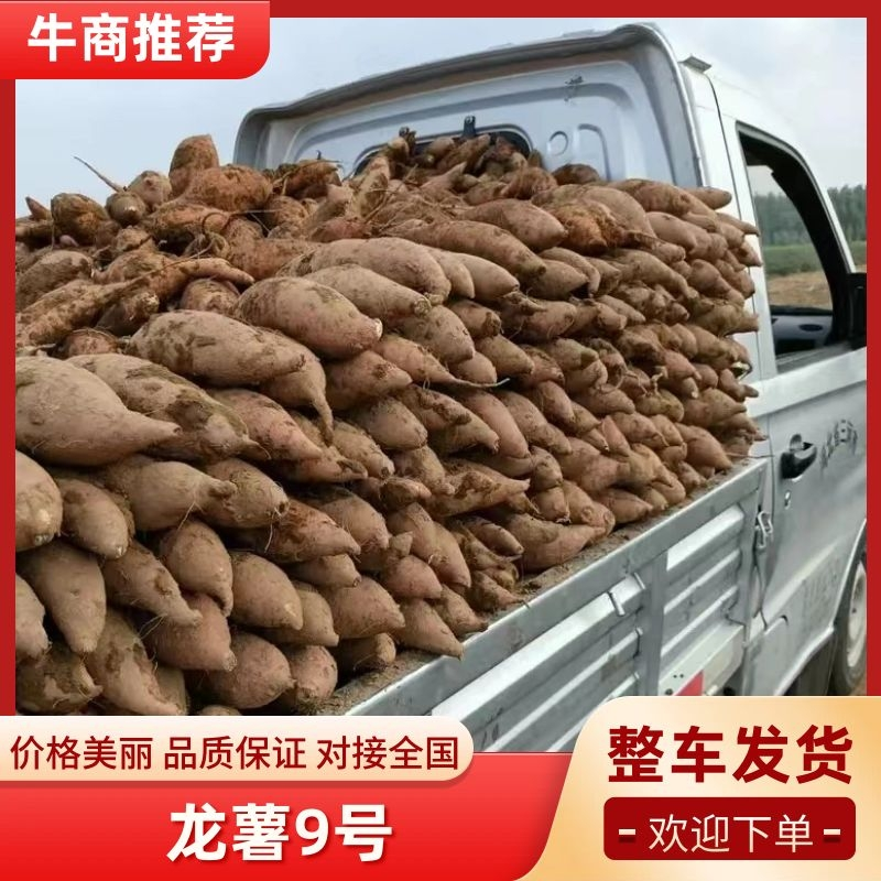 河北龙薯九条形好长条皮毛鲜亮无虫眼一手货源