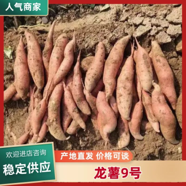 河北龙薯新鲜上市一手货源条形好无虫眼皮毛好保质保量