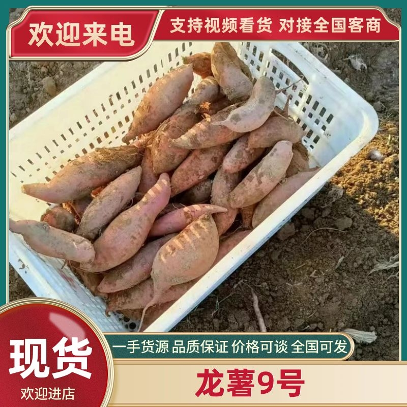 河北龙薯大量供应自家种植无代办费大车小车均可对接