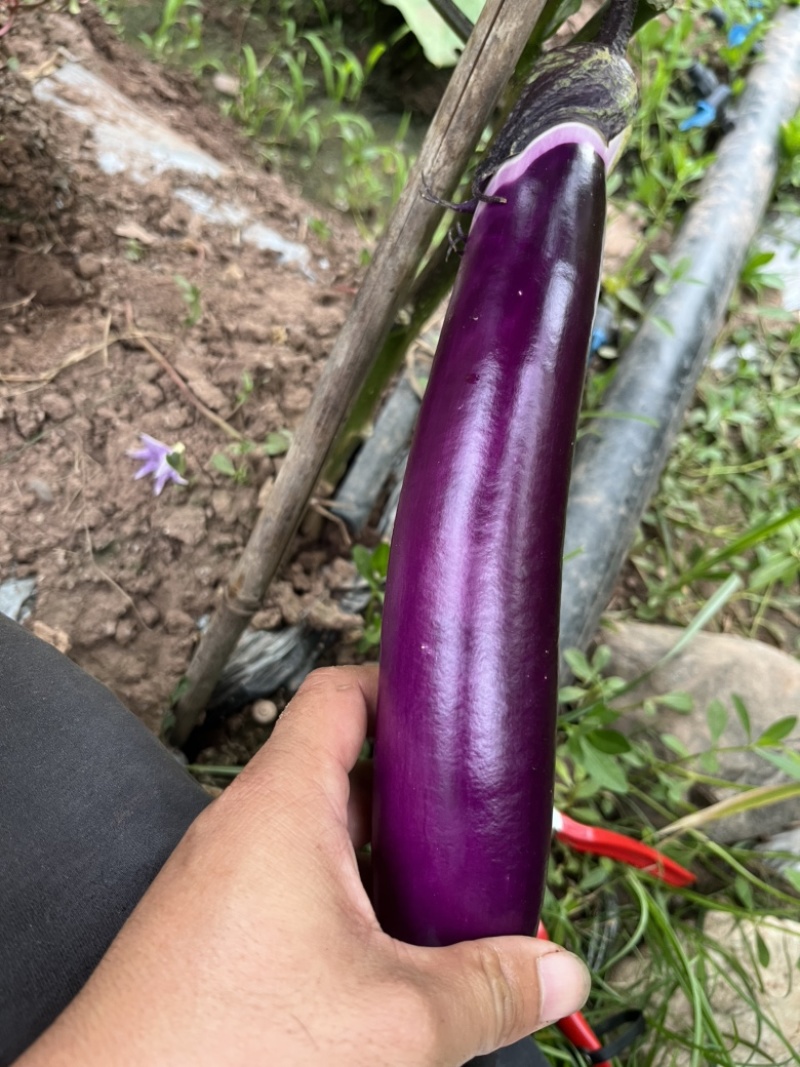 新苗红茄子上市了，