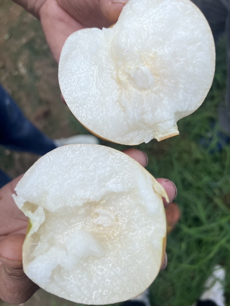 山东秋月梨🍐上市，产地直销，大量出货，恭迎前来采购