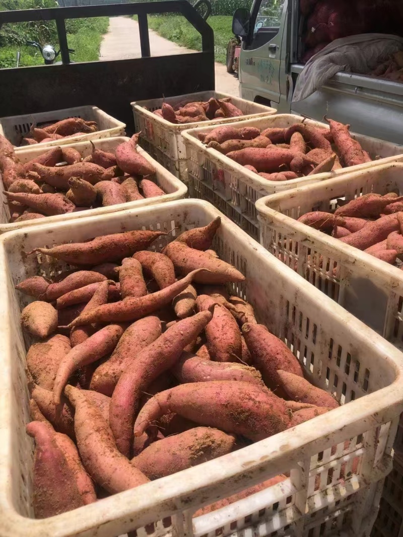 【推荐】蜜薯供应西瓜红蜜薯品种齐全欢迎来电咨询