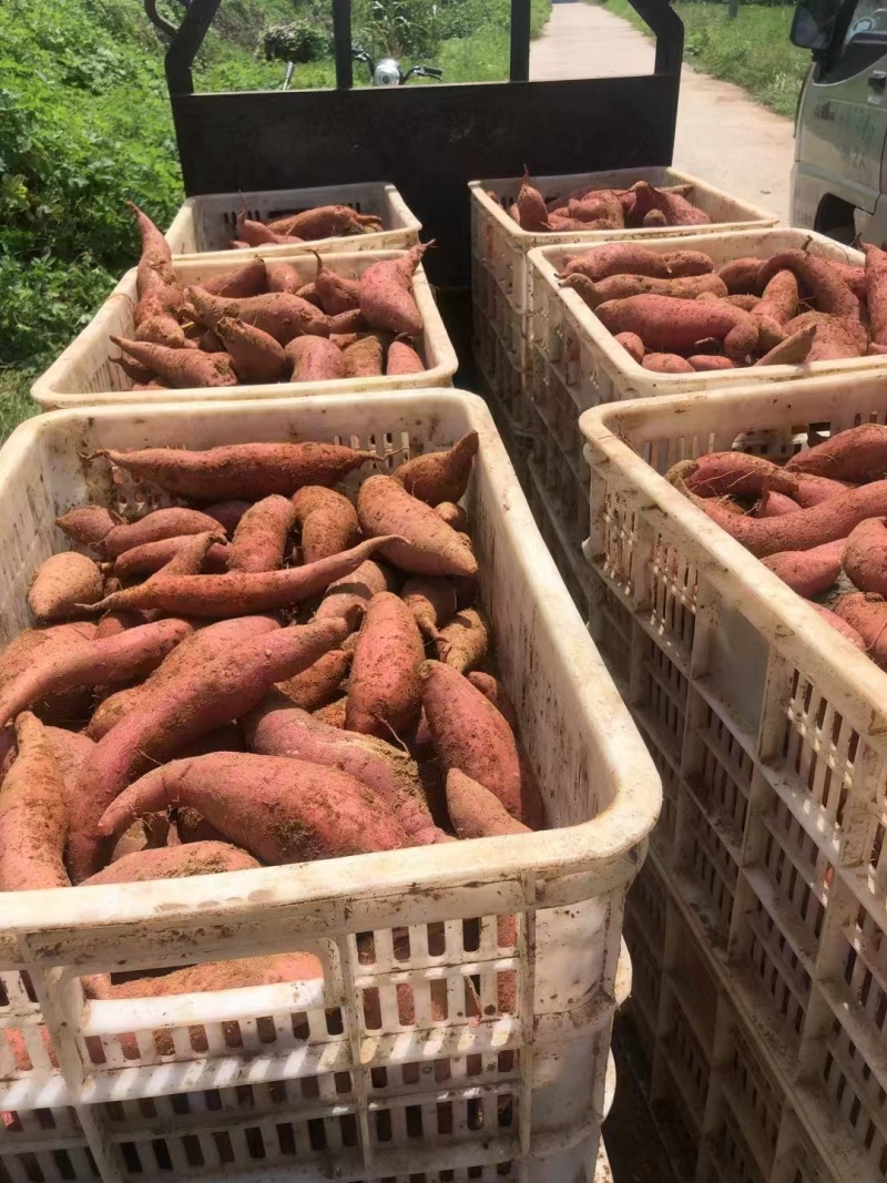 【推荐】蜜薯供应西瓜红蜜薯品种齐全欢迎来电咨询