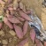 【推荐】烟薯25大量现货对接市场电商加工厂欢迎实地考察