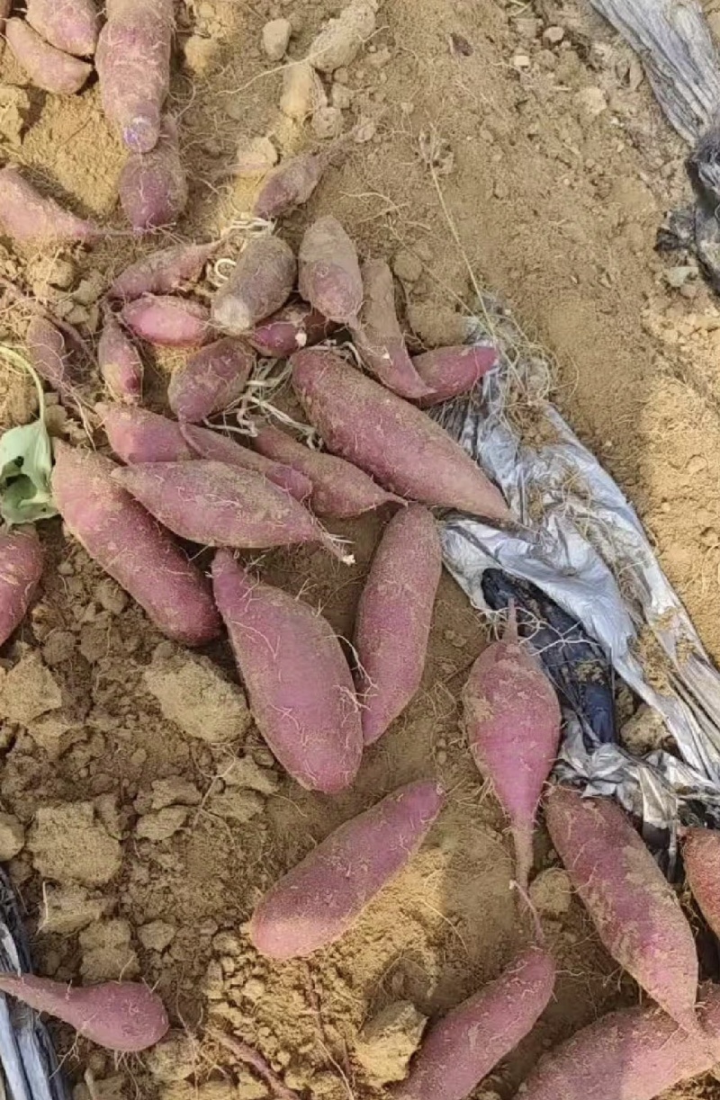 【推荐】烟薯25大量现货对接市场电商加工厂欢迎实地考察