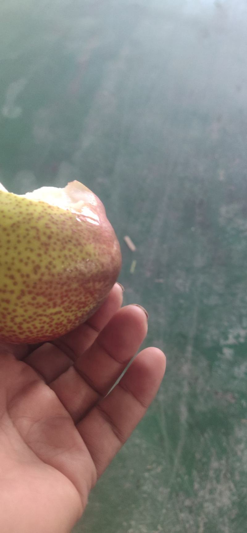 彩虹梨